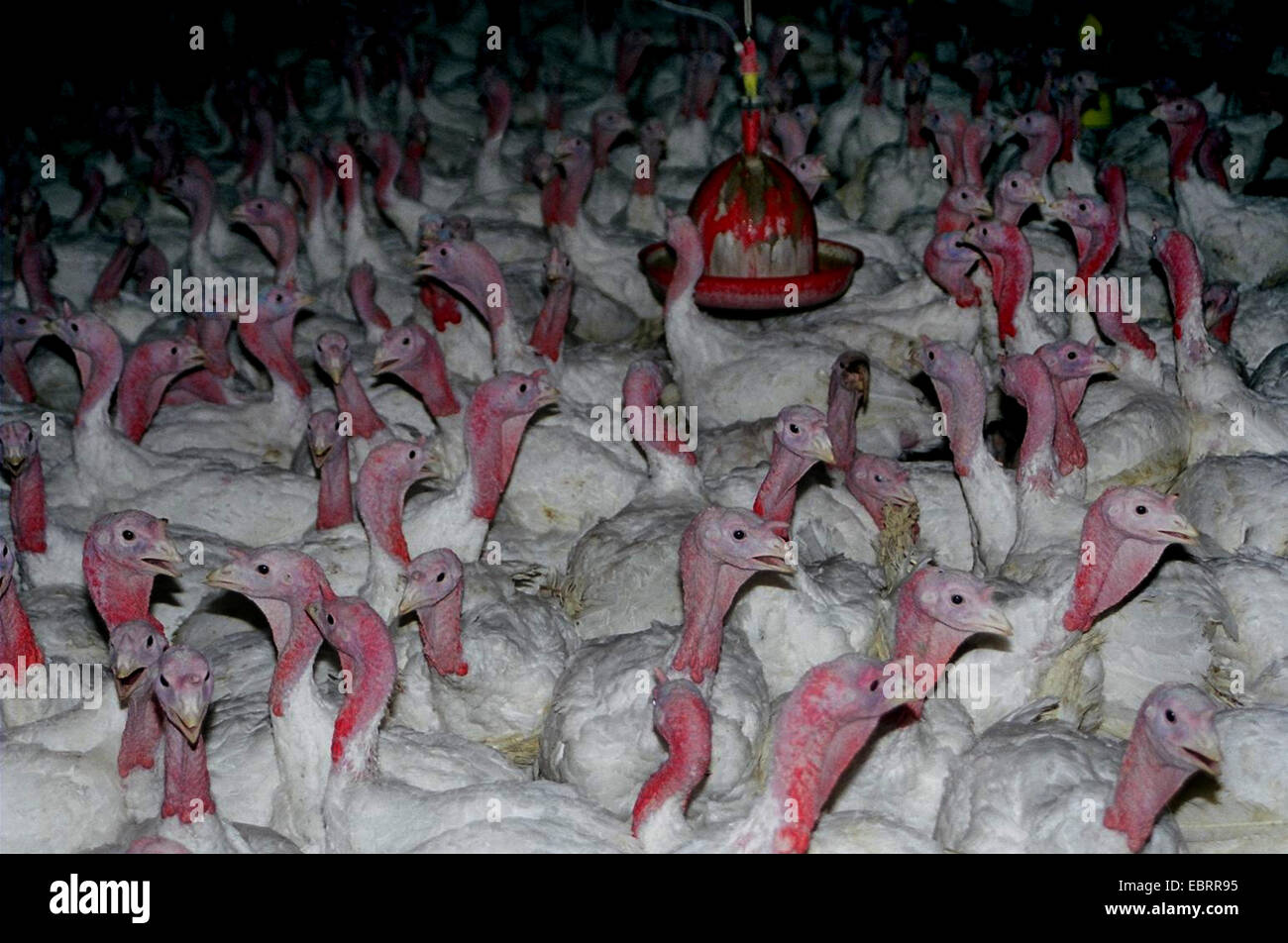 La Turchia comune (Meleagris gallopavo), migliaia di galline ingrassati bloccati insieme in modo stabile su un azienda agrituristica, , Foto Stock