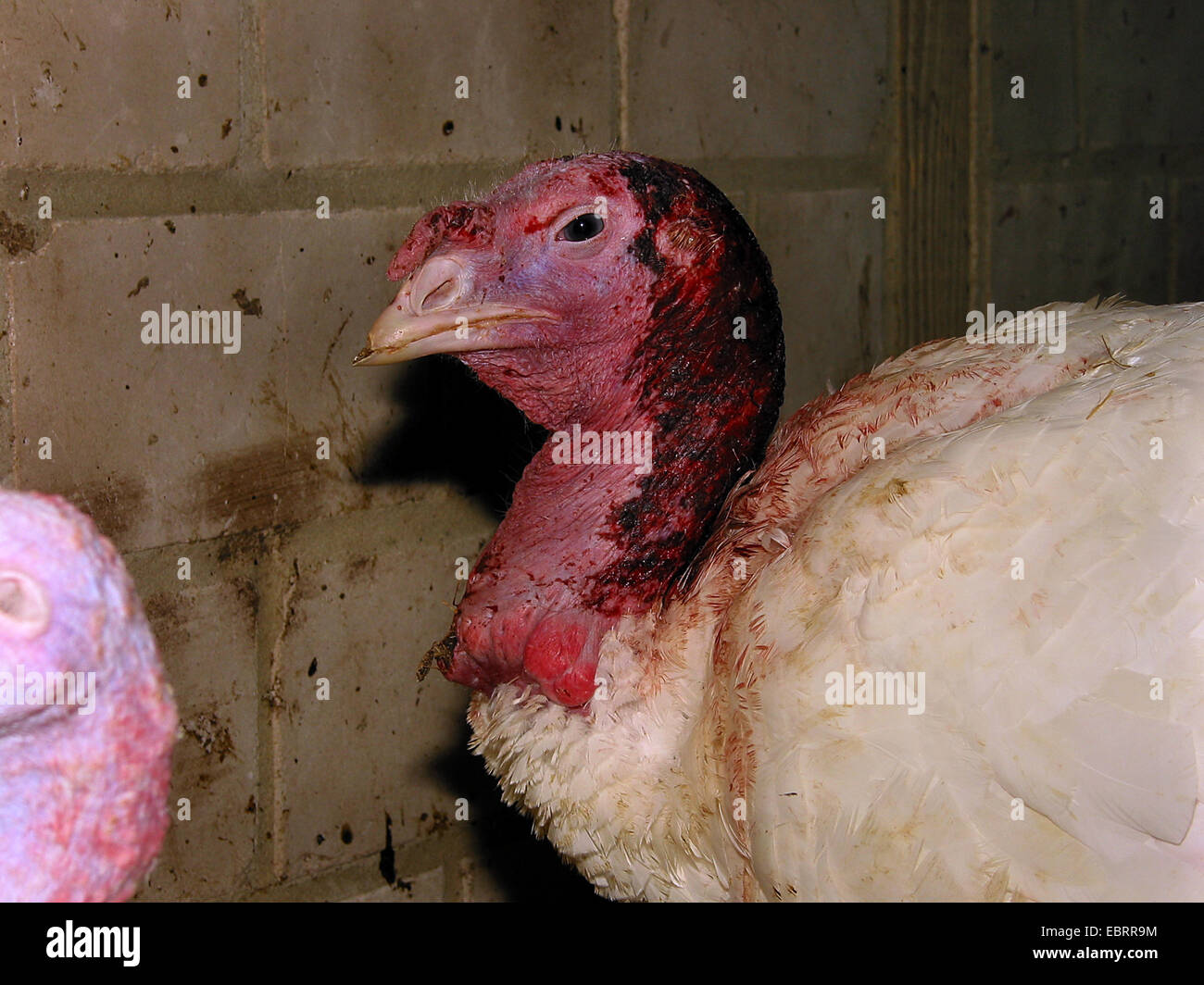La Turchia comune (Meleagris gallopavo), il ritratto di un animale pecked sanguinosa durante l'ingrasso in una stabile su una fattoria in fabbrica, , Foto Stock