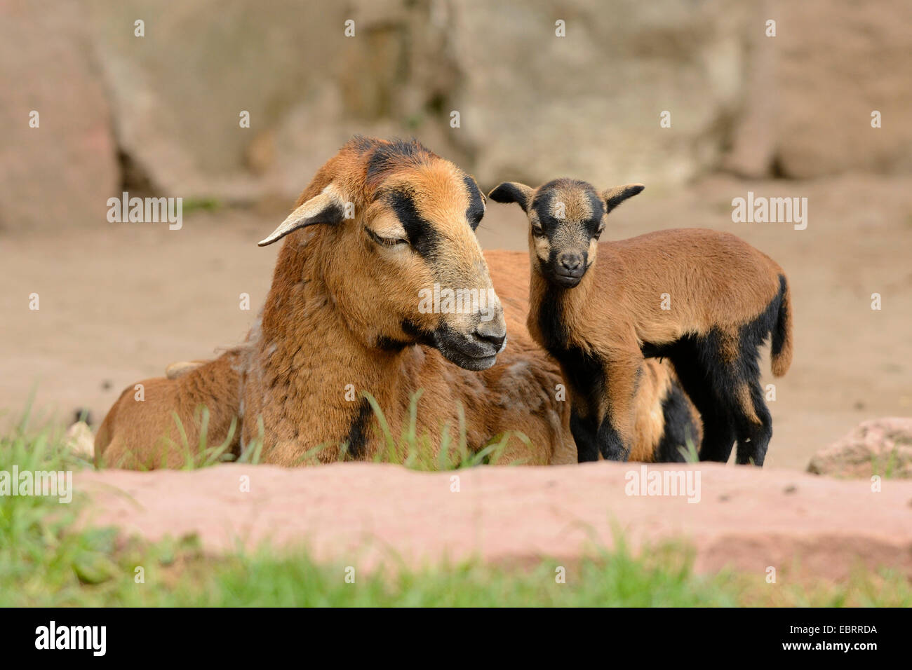 Il Camerun, Camerun pecore (Ovis ammon f. aries), madre con agnello Foto Stock