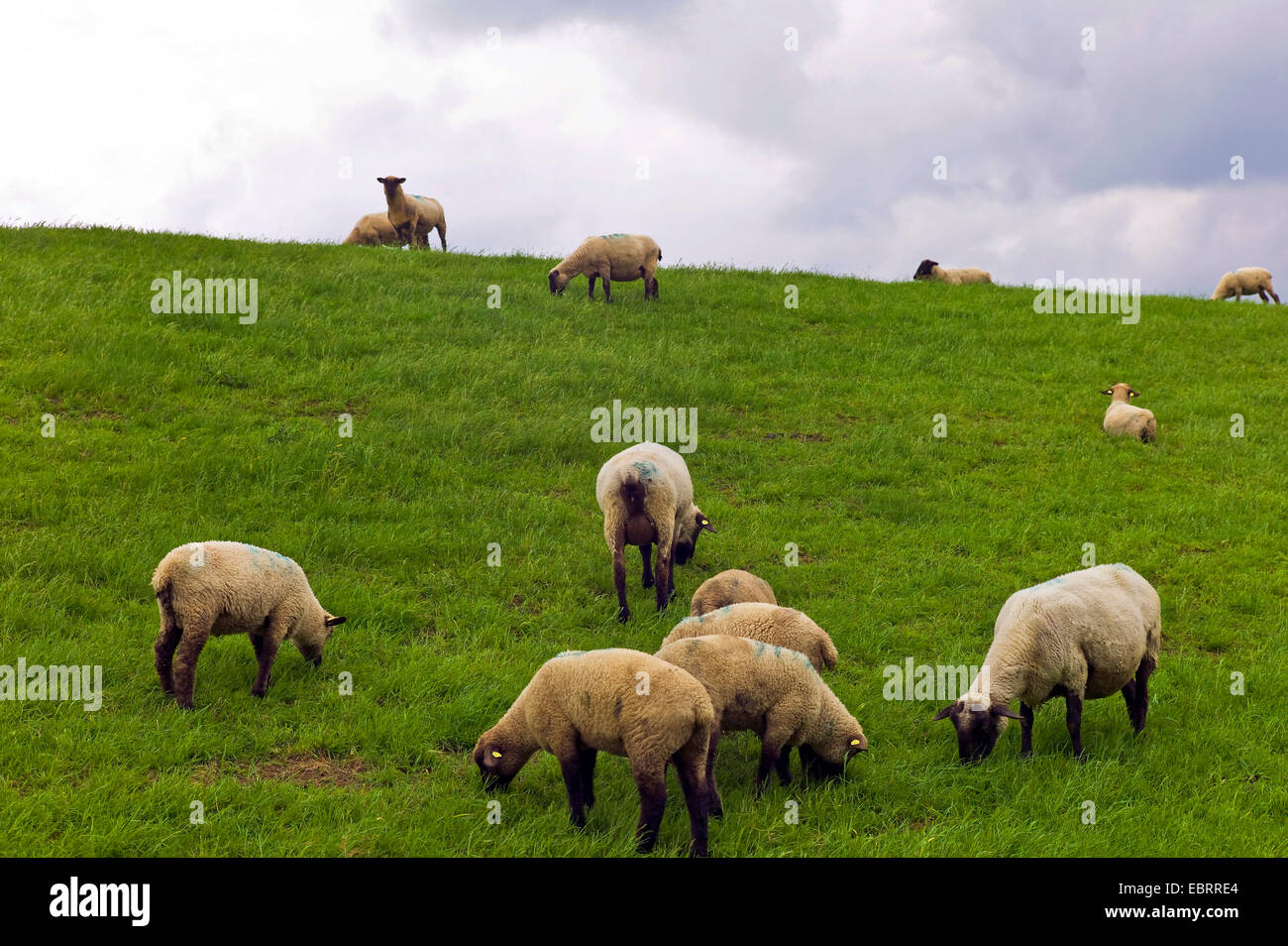 Gli animali domestici delle specie ovina (Ovis ammon f. aries), pecore sul Mare del Nord dyke, Germania, Bassa Sassonia, Frisia orientale Foto Stock