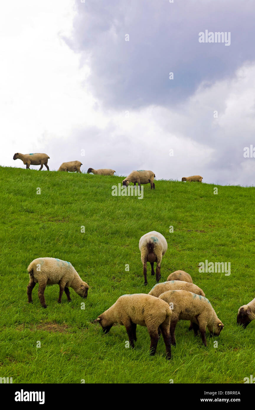 Gli animali domestici delle specie ovina (Ovis ammon f. aries), pecore sul Mare del Nord dyke, Germania, Bassa Sassonia, Frisia orientale Foto Stock