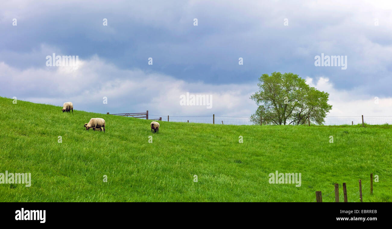 Gli animali domestici delle specie ovina (Ovis ammon f. aries), pecore sul Mare del Nord dyke, Germania, Bassa Sassonia, Frisia orientale Foto Stock
