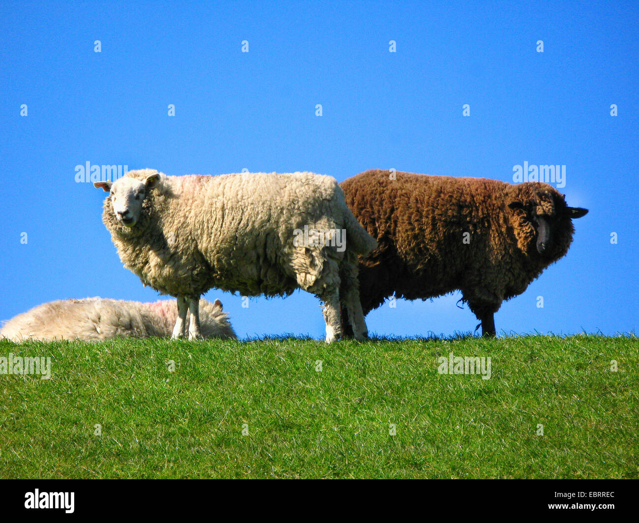 Gli animali domestici delle specie ovina (Ovis ammon f. aries), bianco e marrone di pecore di schiena, Germania Foto Stock