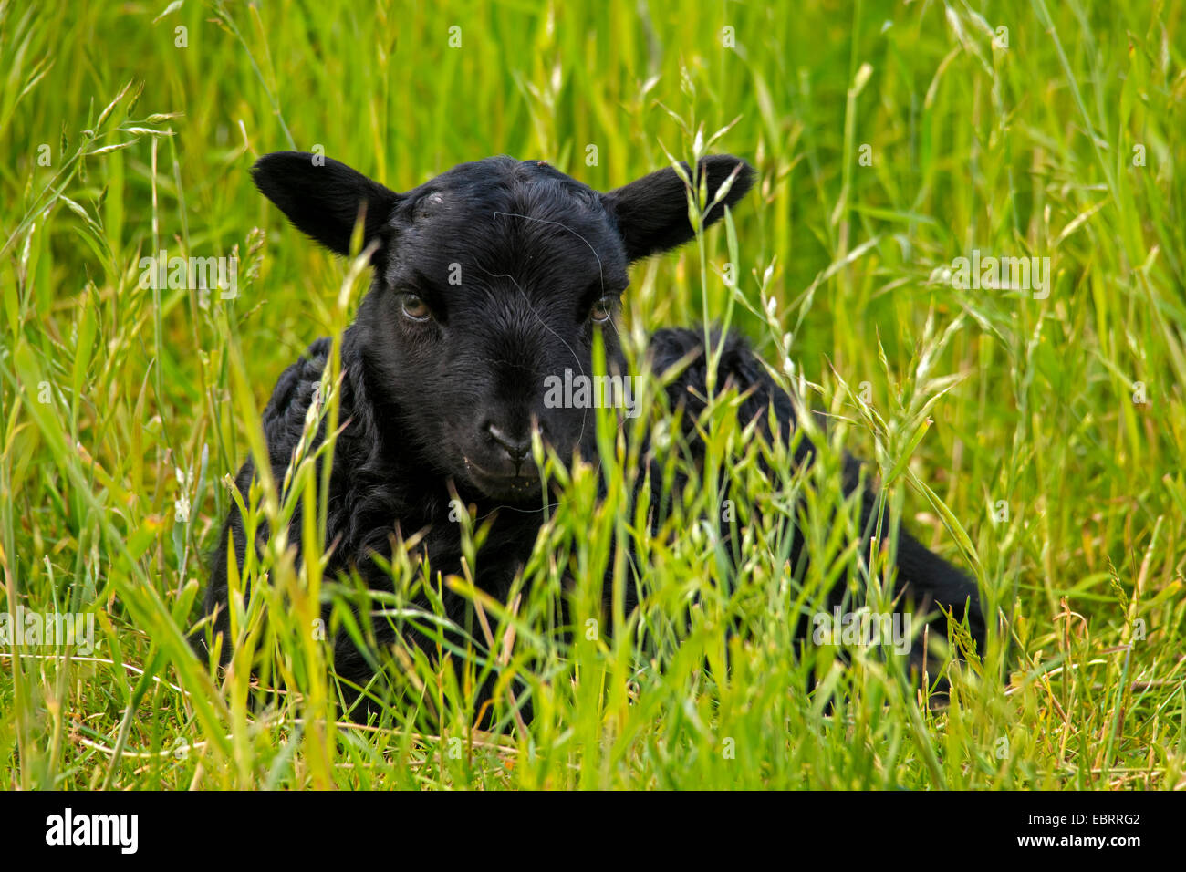 Grigio levigate heath pecore (Ovis ammon f. aries), diversi giorni di agnello, in Germania, in Renania settentrionale-Vestfalia Foto Stock