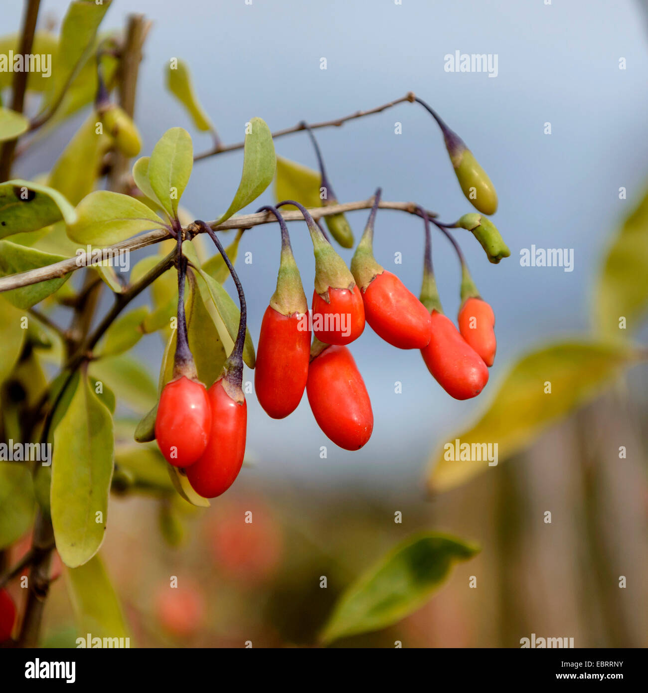 Wolfberry cinese, comune del matrimonio di vite (Lycium barbarum 'Nuovo Grande', Lycium barbarum nuovo grande), goji bacche, cultivar nuovo grande Foto Stock
