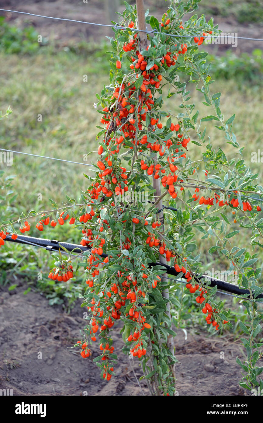 Wolfberry cinese, comune del matrimonio di vite (Lycium barbarum 'n. 1 Grande Lifeberry', Lycium barbarum n. 1 Grande Lifeberry), la fruttificazione bush, cultivar n. 1 Lifeberry Foto Stock