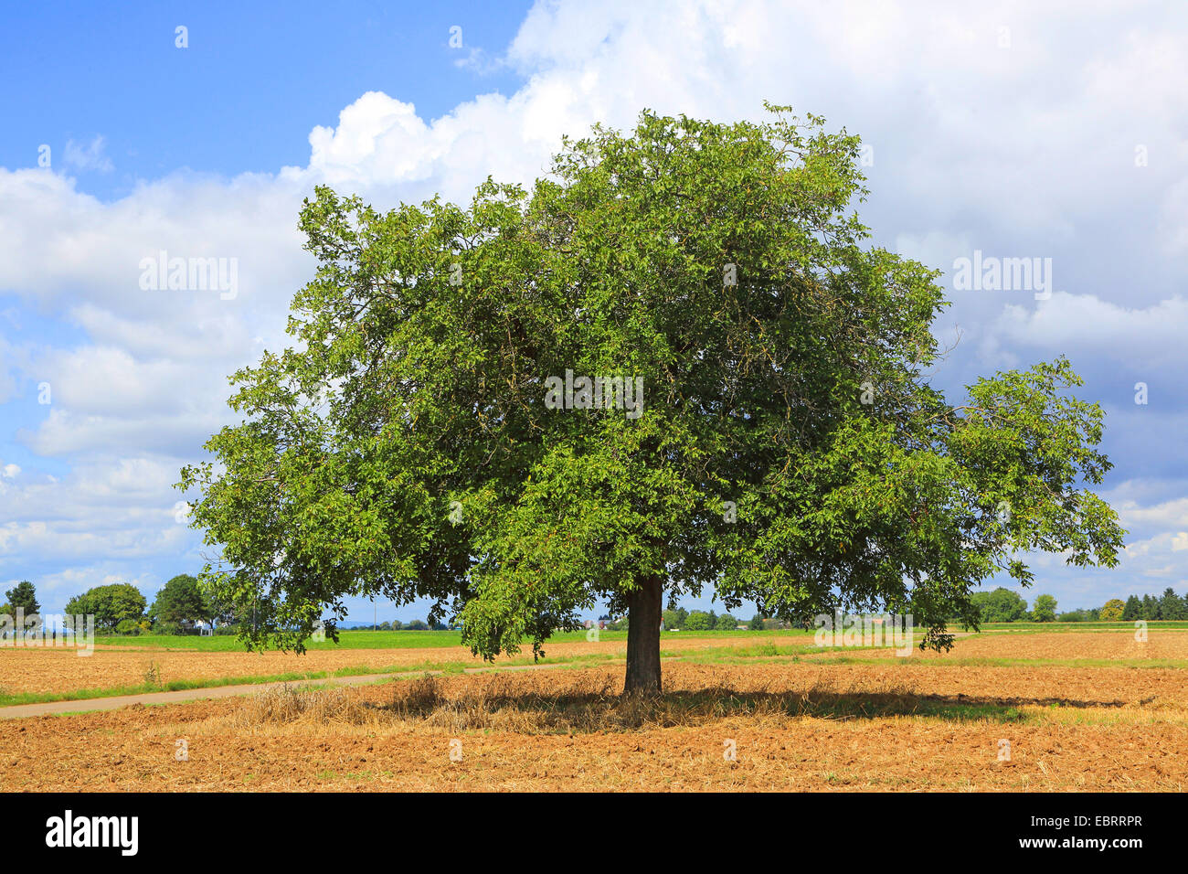 Noce (Juglans regia), walnuttree su un campo di raccolta in corrispondenza di un percorso di campo, Germania Foto Stock