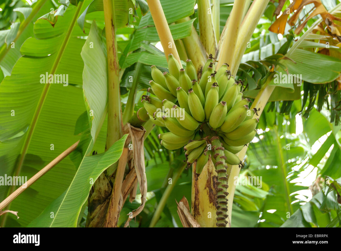 Banana (Musa acuminata 'Dwarf Cavendishii', Musa acuminata Dwarf Cavendishii), cultivar Cavendishii Nani Foto Stock