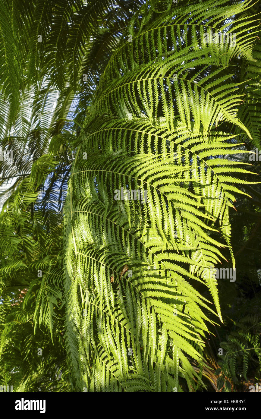 Tree fern in una casa verde di un Giardino Botanico Foto Stock