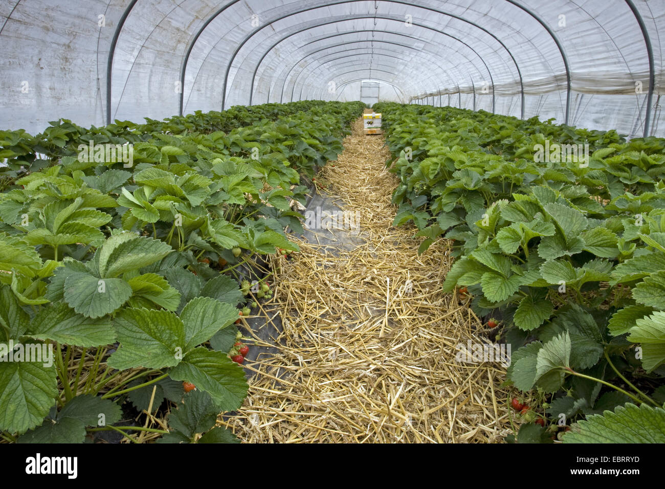 Hybrid fragola, giardino fragola (Fragaria x ananassa, Fragaria ananassa), Portable alveari per impollinazione le fragole in una serra, Belgio Fiandre Orientali, Brakel Foto Stock