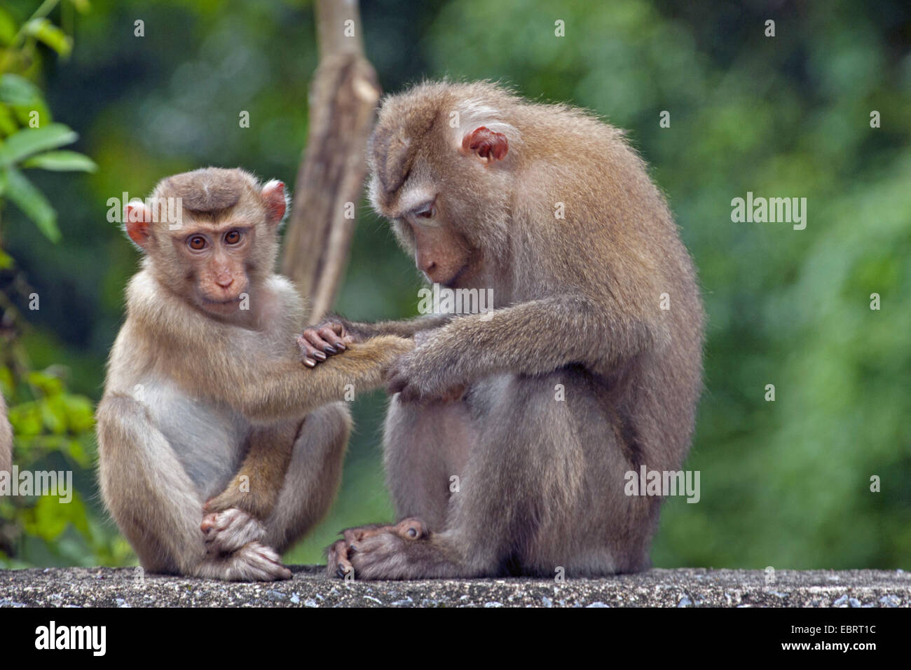 Northern pig-coda Macaque (Macaca leonina), toelettatura, Thailandia, il Parco nazionale Khao Yai Foto Stock