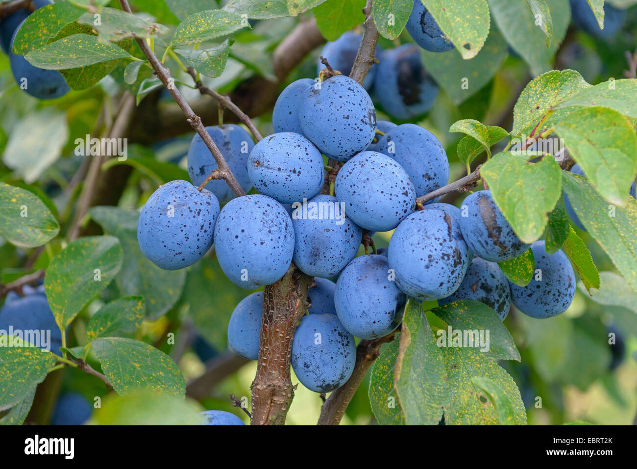Unione prugna (Prunus domestica " Topfive', Prunus domestica Topfive), prugne su un albero, cultivar Topfive Foto Stock