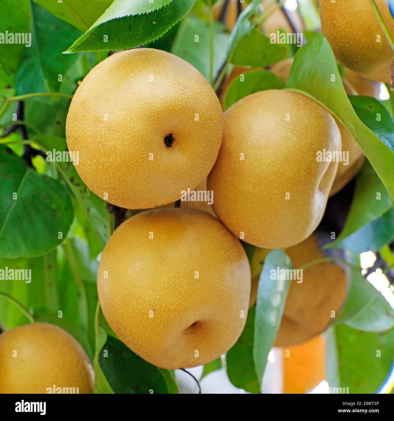 Shinseiki pera asiatica, asiatici pera, pera Nashi (Pyrus pyrifolia 'Hosui', Pyrus pyrifolia Hosui), su un albero, cultivar Hosui, Germania, Sassonia Foto Stock