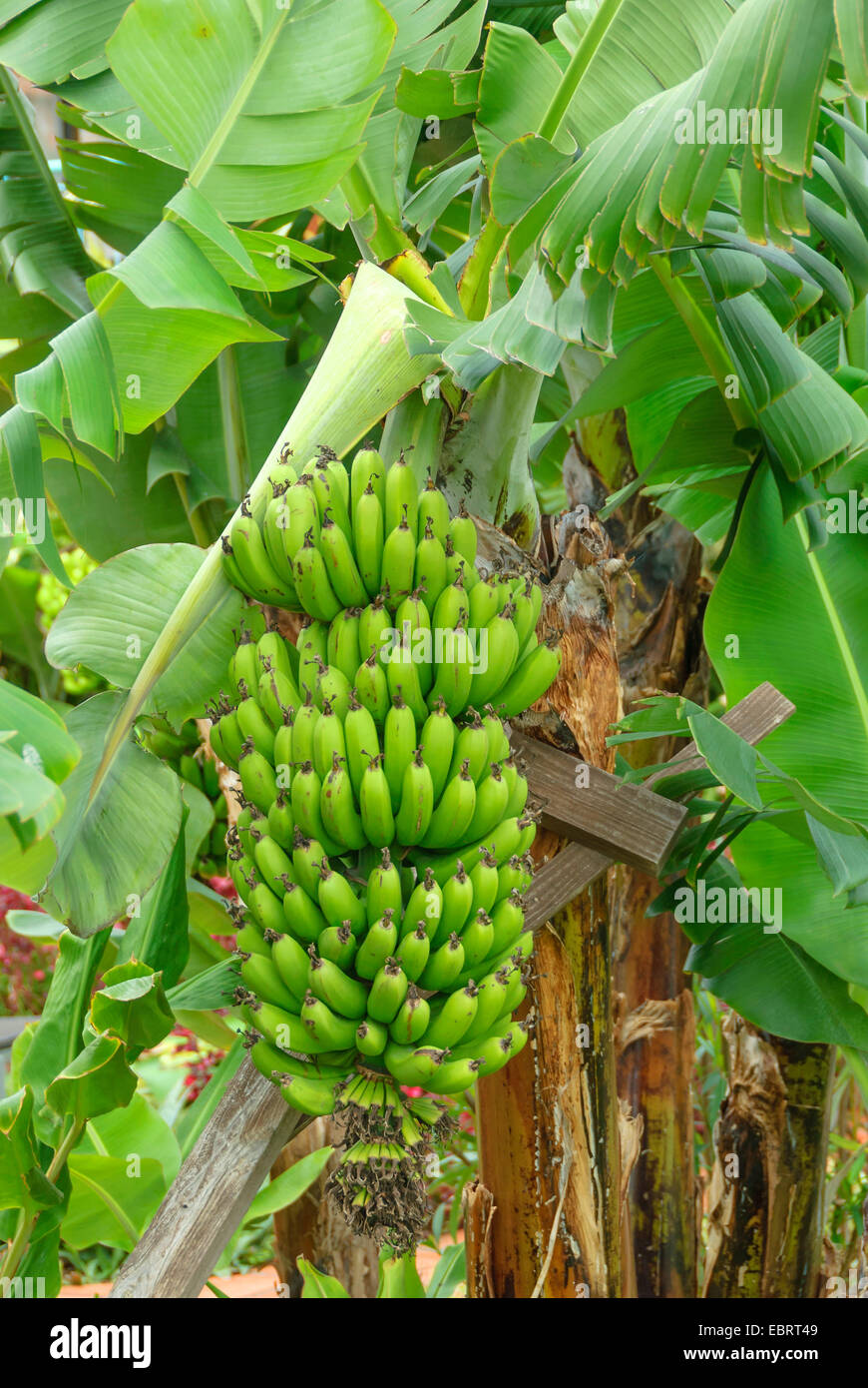 Banana (Musa acuminata 'Dwarf Cavendishii', Musa acuminata Dwarf Cavendishii), cultivar Cavendishii Nani Foto Stock