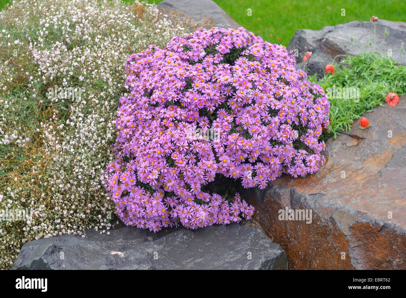 Aster (Aster dumosus 'Herbstgruss vom Bresserhof', Aster dumosus Herbstgruss vom Bresserhof), fioritura, cultivar Herbstgruss vom Bresserhof, Germania, EGA-Park Foto Stock