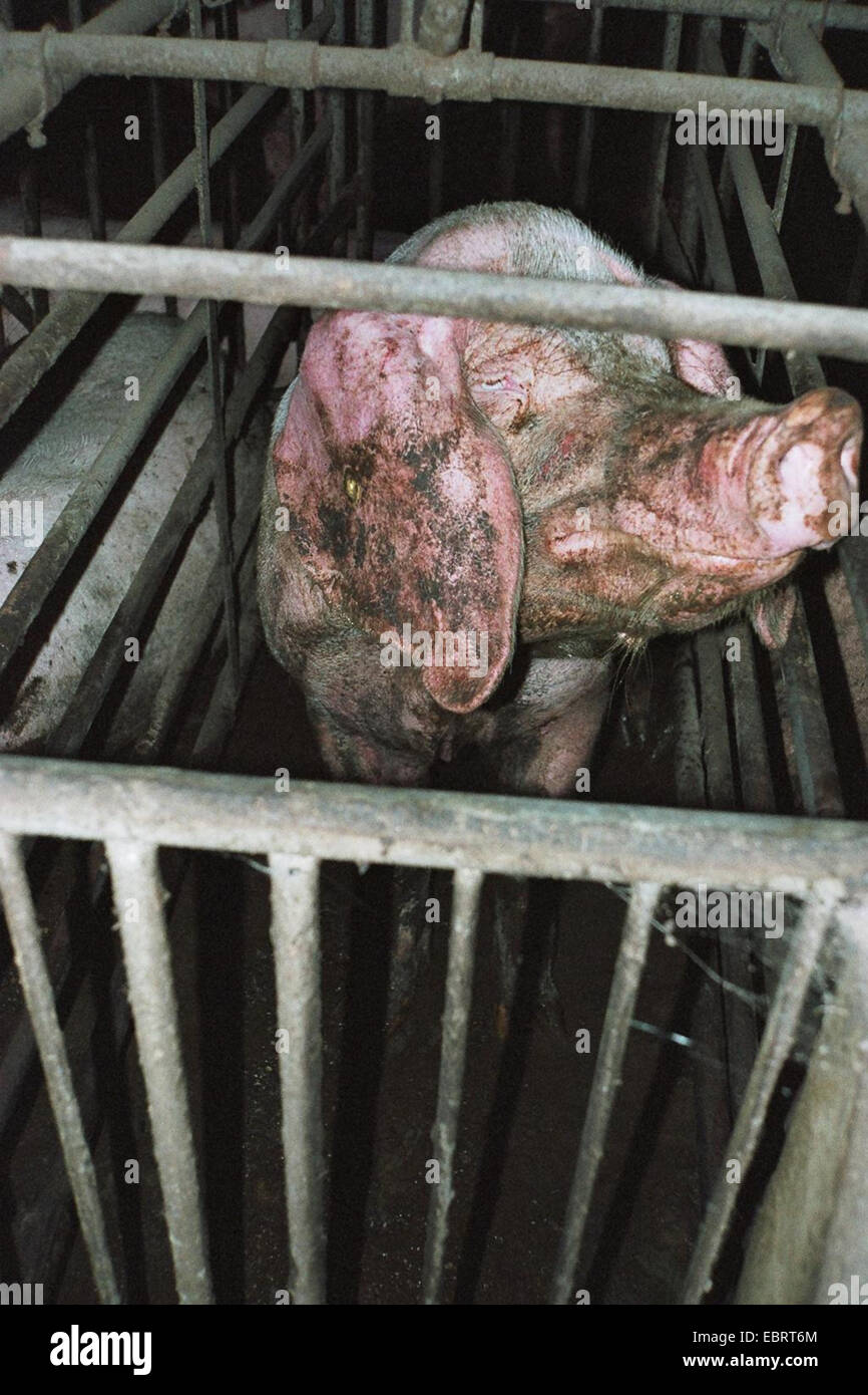 Suini domestici (Sus scrofa f. domestica), trascurato animale in una gabbia di ingrasso - con industriale ingrasso suini raggiungono il peso di macellazione in solo sei mesi, Germania, Foto Stock