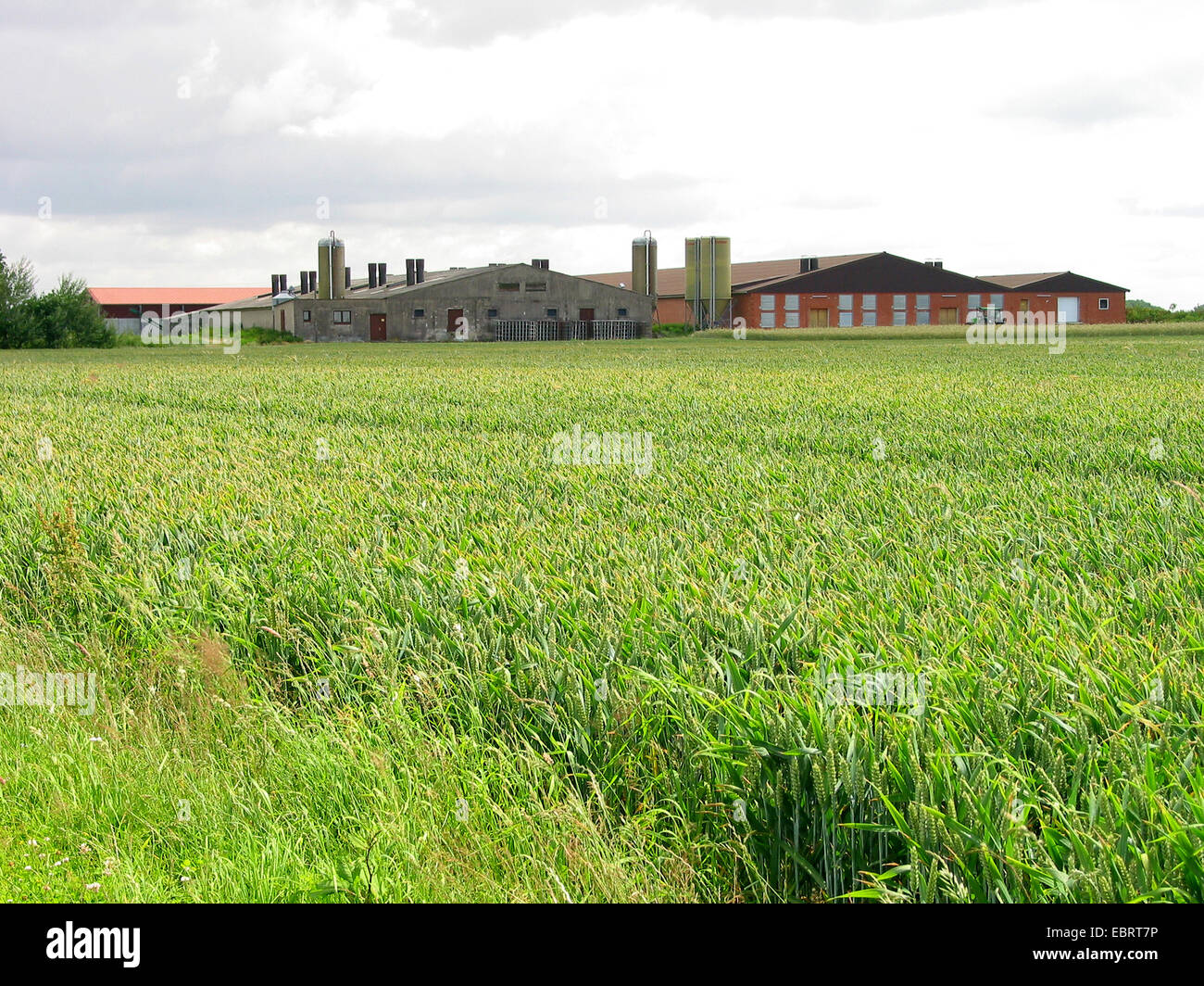 , Campo di grano e allevamento di polli, Germania, Foto Stock