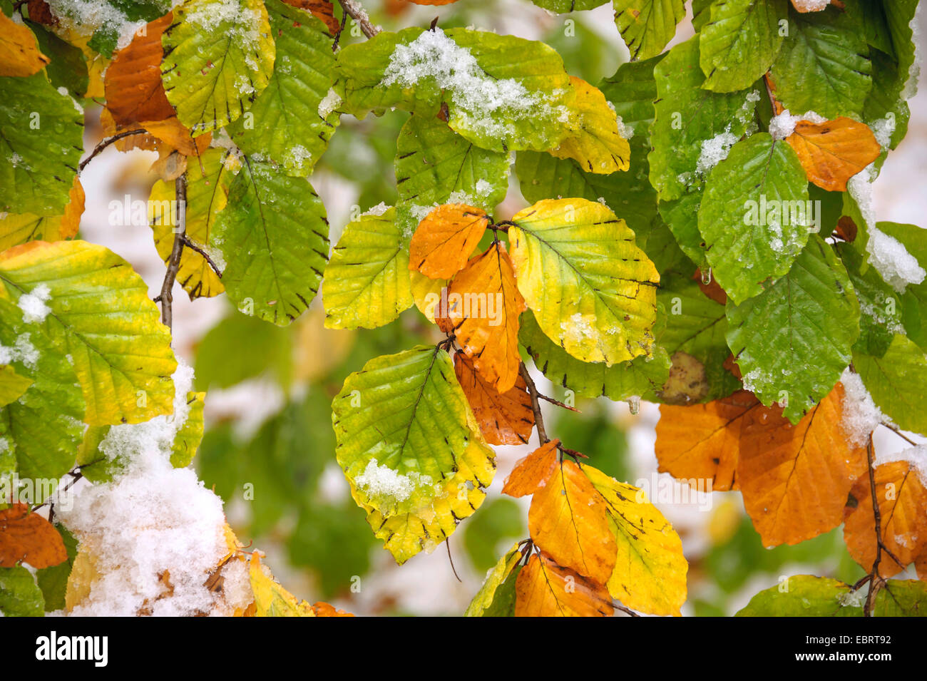 Comune di faggio (Fagus sylvatica), foglie di autunno con la neve, Germania, Sassonia Foto Stock