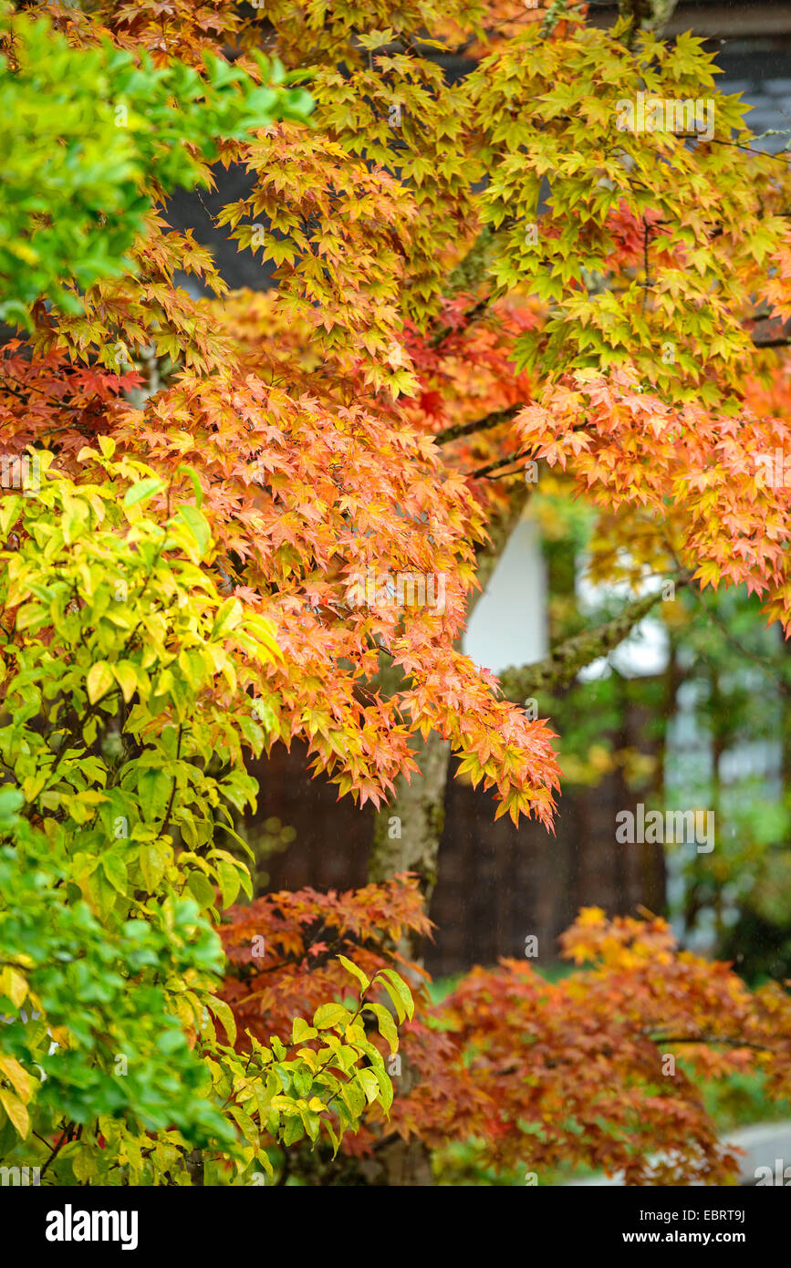 Acero giapponese (Acer palmatum), albero in autunno Foto Stock
