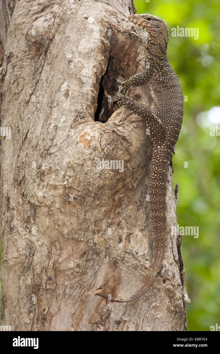 Monitor del Bengala indiano, monitor, monitor comune (Varanus bengalensis), su un albero, Thailandia, Huai Kha Khaeng fauna selvatica Sanctua Foto Stock
