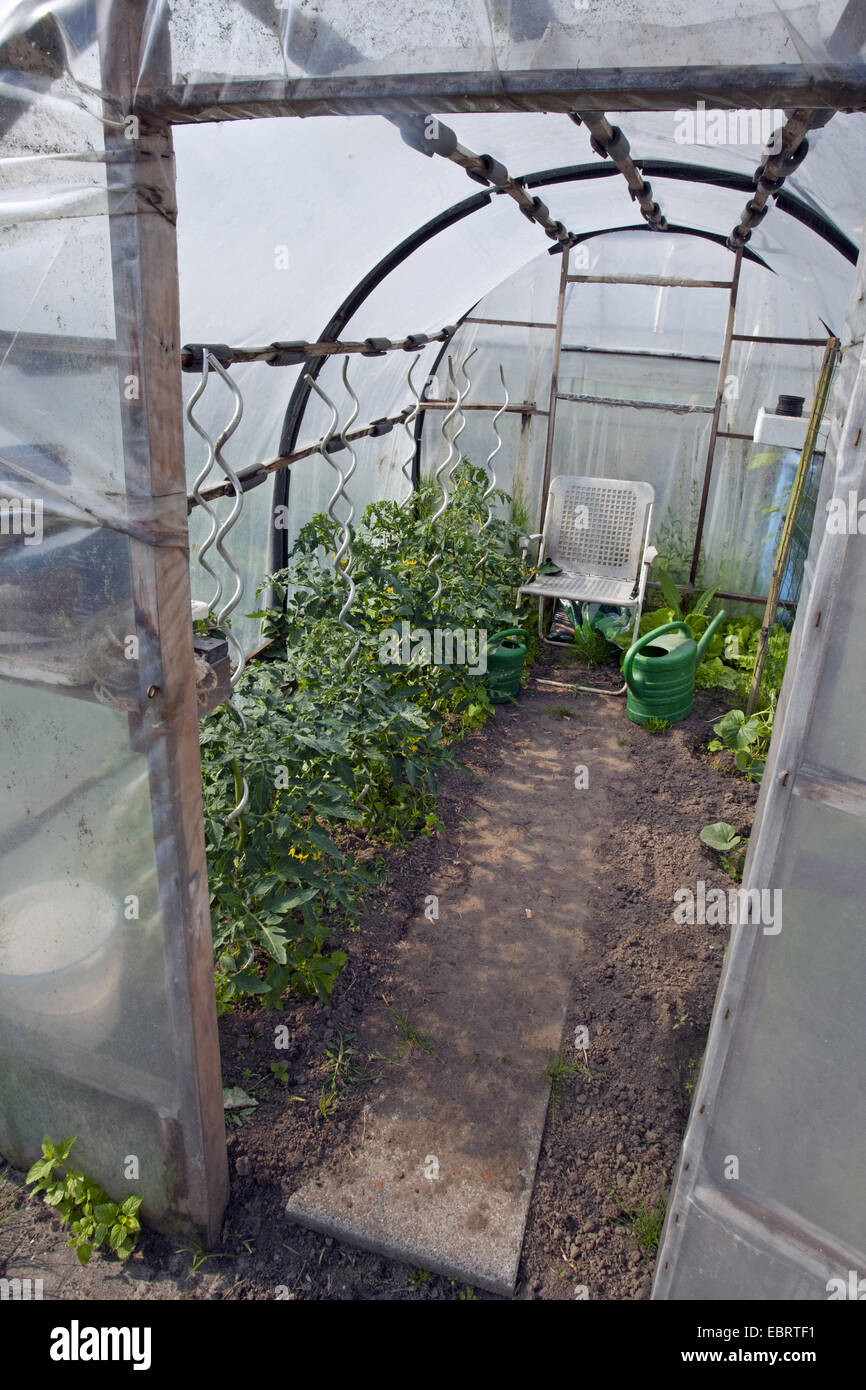 Giardino (pomodoro Solanum lycopersicum, Lycopersicon esculentum), Tomatoe piante in una casa verde, Belgio, Oudenaarde Foto Stock