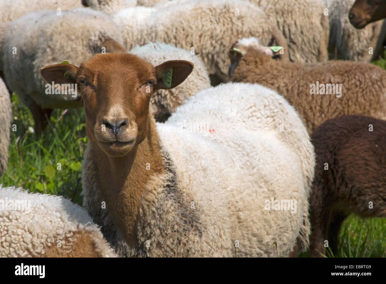 Gli animali domestici delle specie ovina (Ovis ammon f. aries), il ritratto di una pecora in mezzo al branco, Belgio, Namur Foto Stock