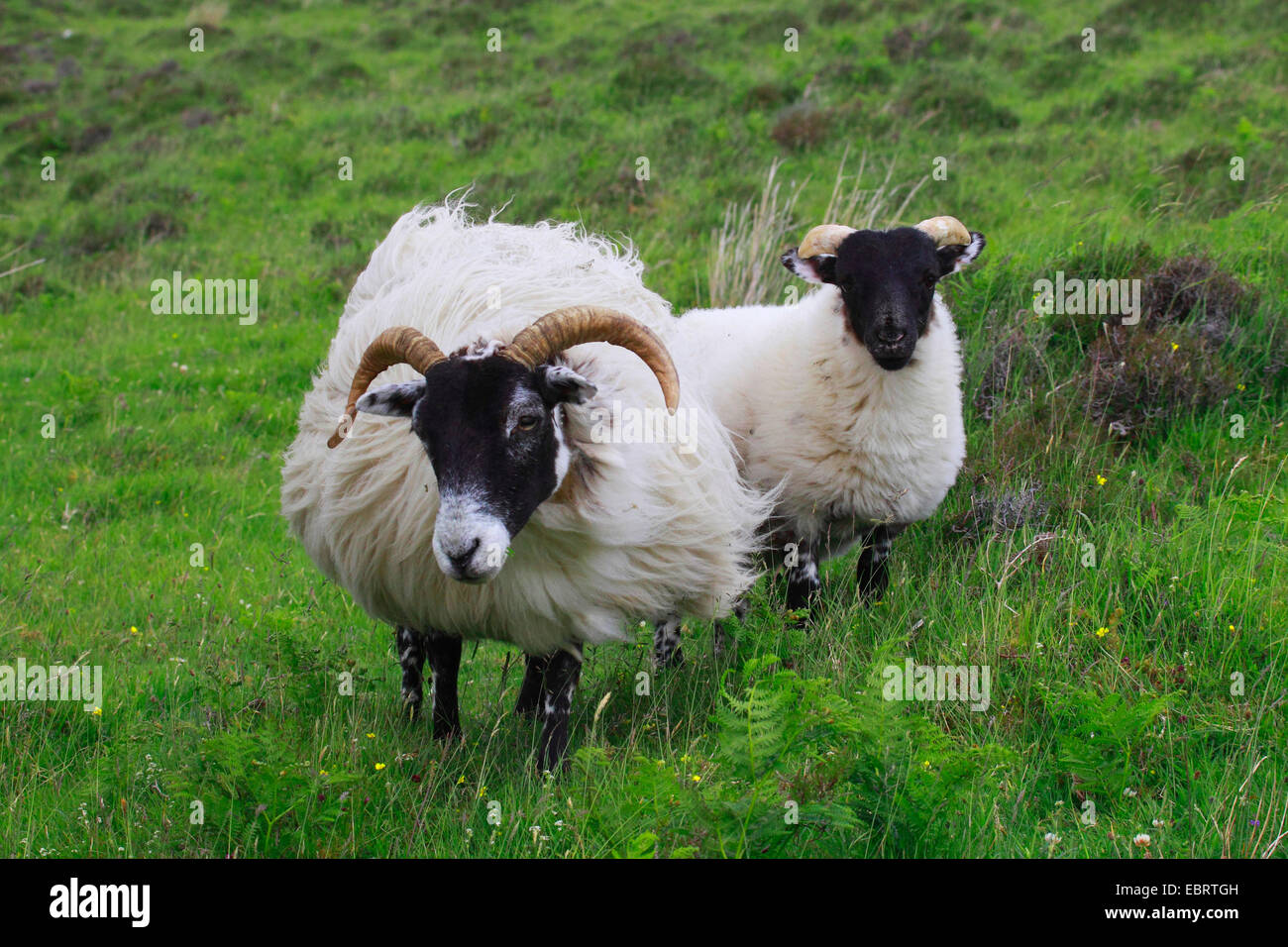 Scottish Blackface (Ovis ammon f. aries), femmina e di agnello, Regno Unito, Scozia Foto Stock