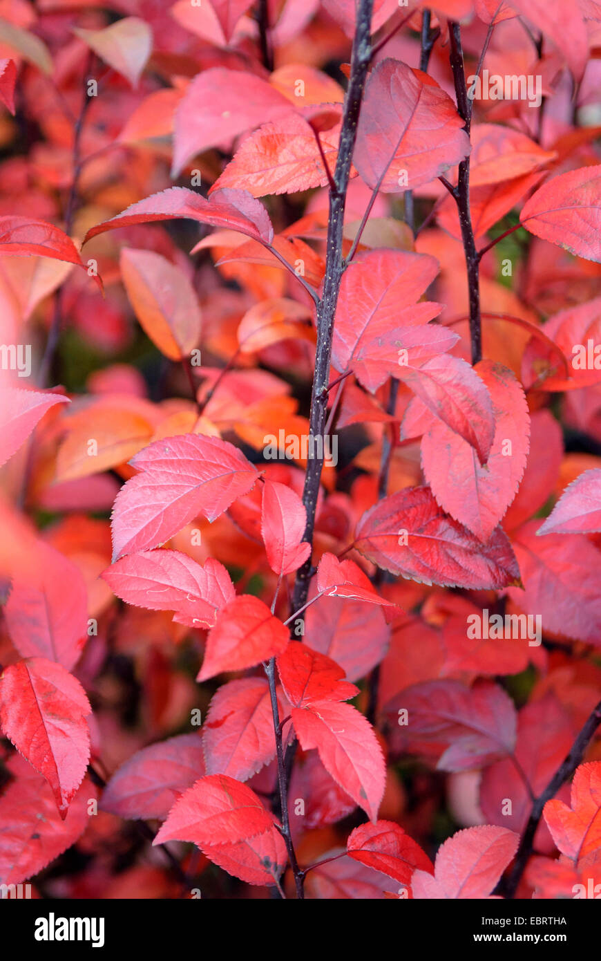 Apple ornamentali tree (Malus "coccinella", Malus Coccinella), foglie di autunno di cultivar Coccinella, Germania, S Aigua Blanca Foto Stock