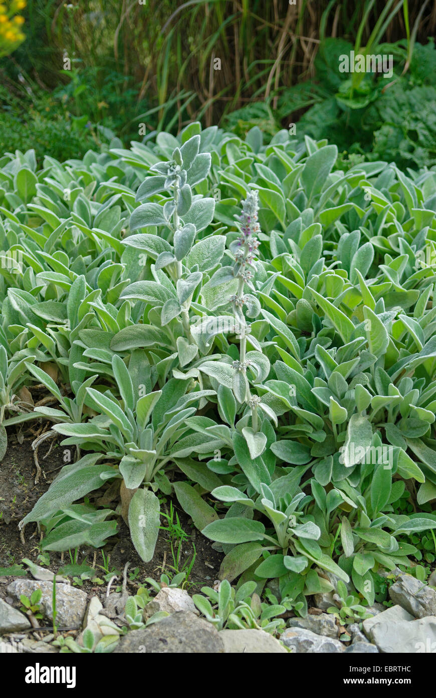 Di lana di agnello orecchio (Stachys byzantina 'Silver tappeto', Stachys byzantina argenteo tappeto), fioritura, cultivar argenteo tappeto Foto Stock