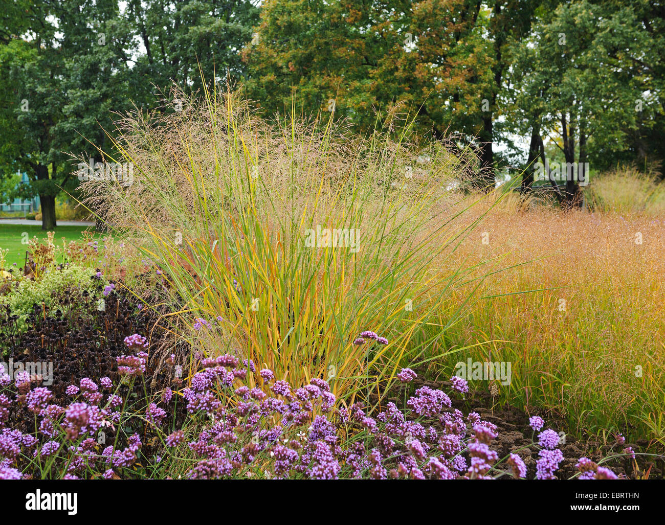 Il vecchio interruttore di erba di panico (Panicum virgatum 'Cloud Nine", Panicum virgatum Cloud Nine), fioritura Foto Stock