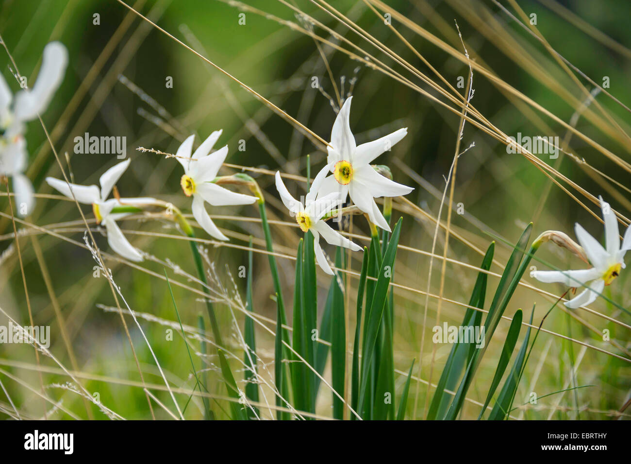 Il fagiano-eye daffodil, fagiano's-eye narciso, poeta narciso (Narcissus poeticus), che fiorisce in un prato, Andorra, ANDORRA Foto Stock