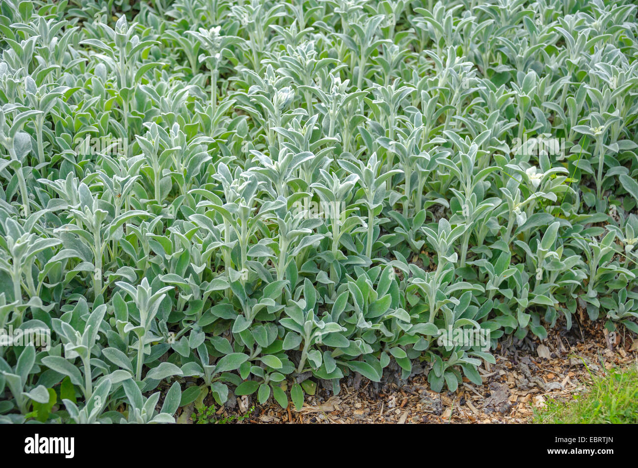 Di lana di agnello orecchio (Stachys byzantina) Foto Stock