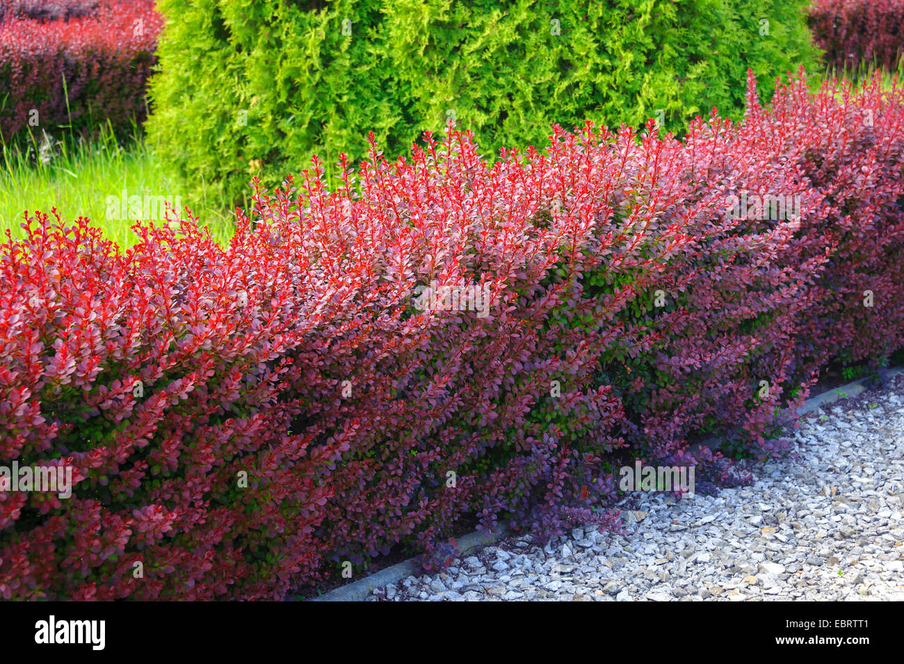 Giapponese Crespino (berberis thunbergii var. atropurpurea, Berberis thunbergii Atropurpurea "', Berberis thunbergii Atropurpurea), hedge Foto Stock