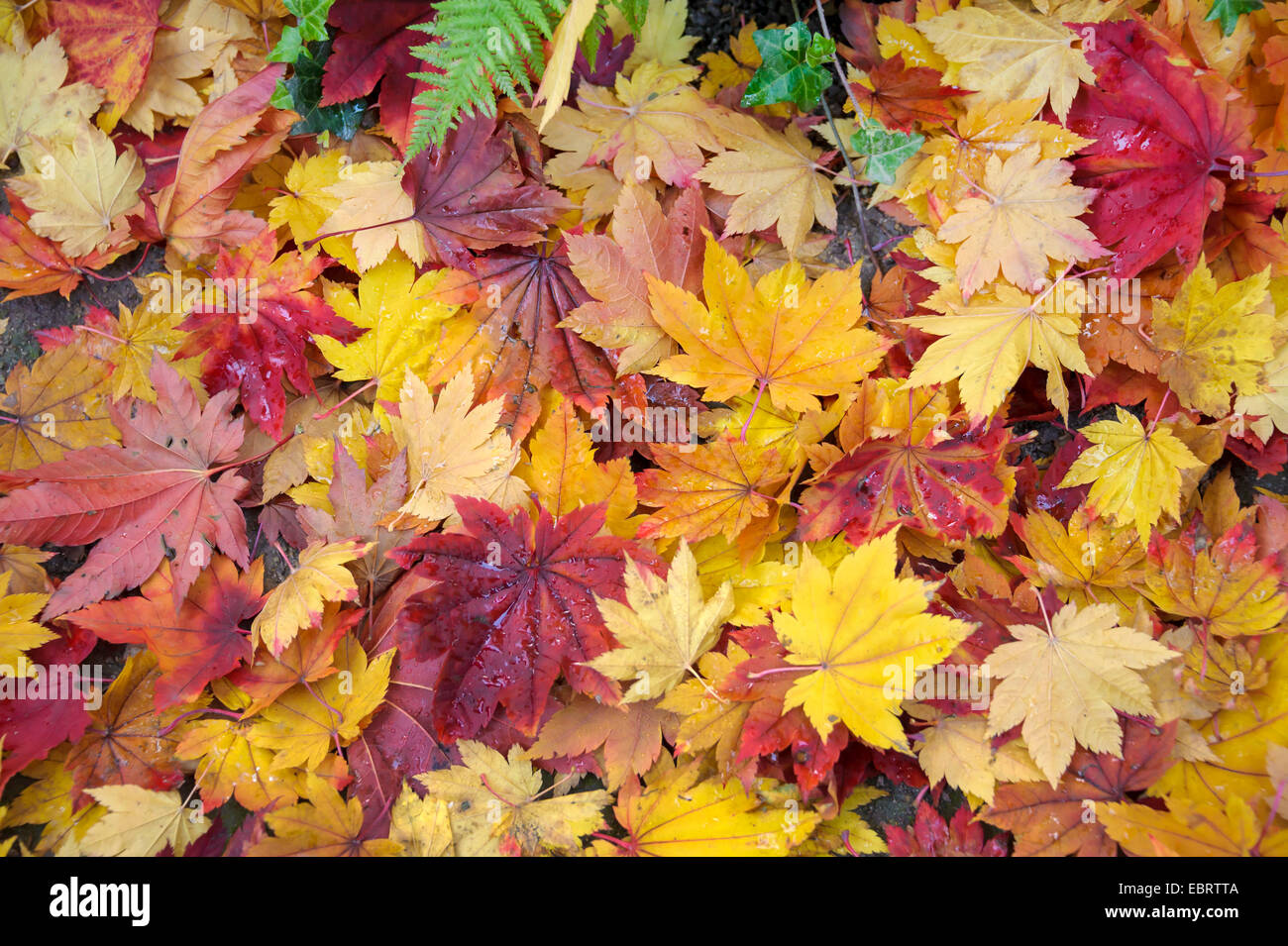 Acero giapponese (Acer japonicum), foglie di autunno sul terreno Foto Stock