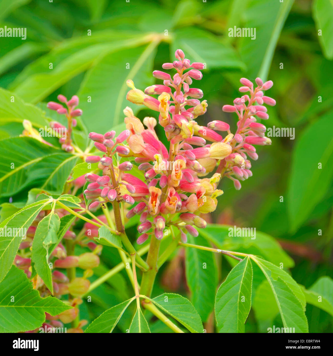 Red buckeye (Aesculus pavia 'Rosea nana", Aesculus pavia Rosea Nana), cultivar Rosea Nana Foto Stock