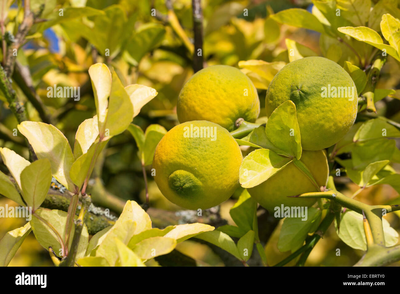 Trifoliate arancione (trifoliatam Poncirus trifoliata agrumi), il ramo con frutti immaturi Foto Stock