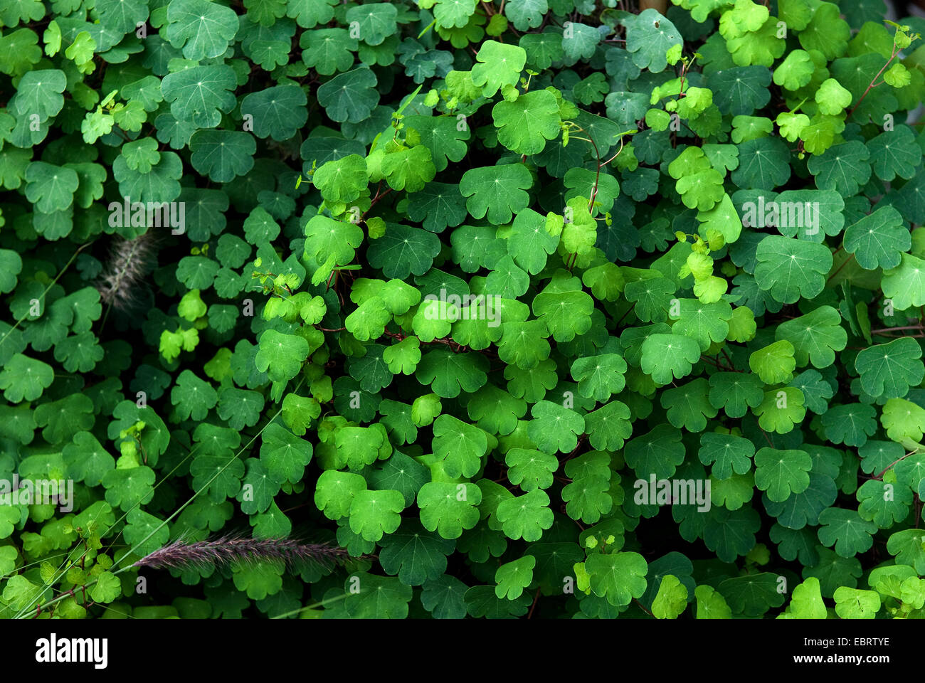 Mashua (Tropaeolum tuberosum), foglie Foto Stock