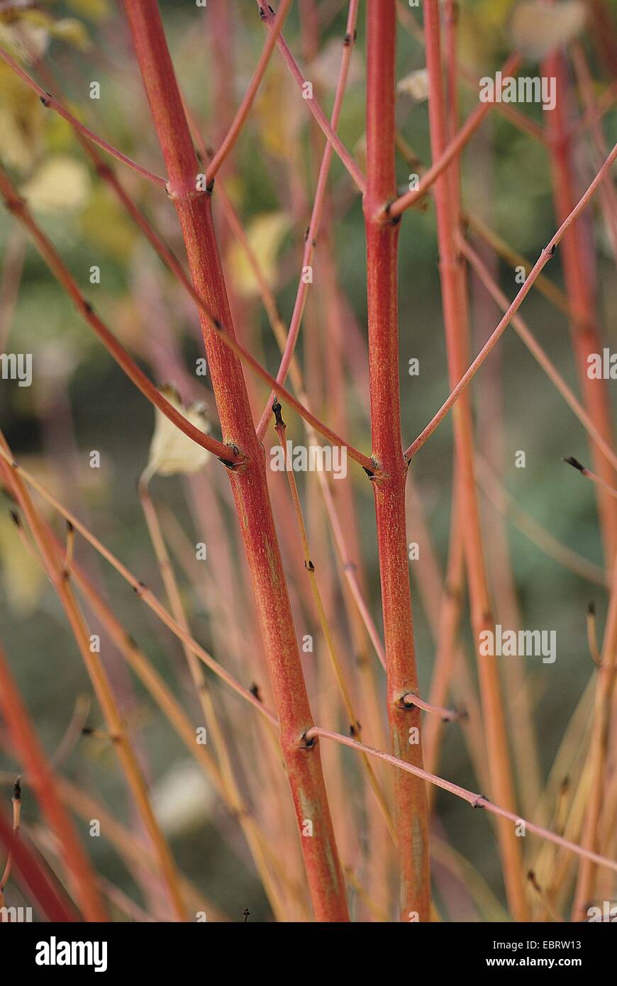 Corniolo, dogberry (Cornus sanguinea 'Inverno bellezza', Cornus sanguinea inverno bellezza), cultivar inverno bellezza, rami in inverno Foto Stock
