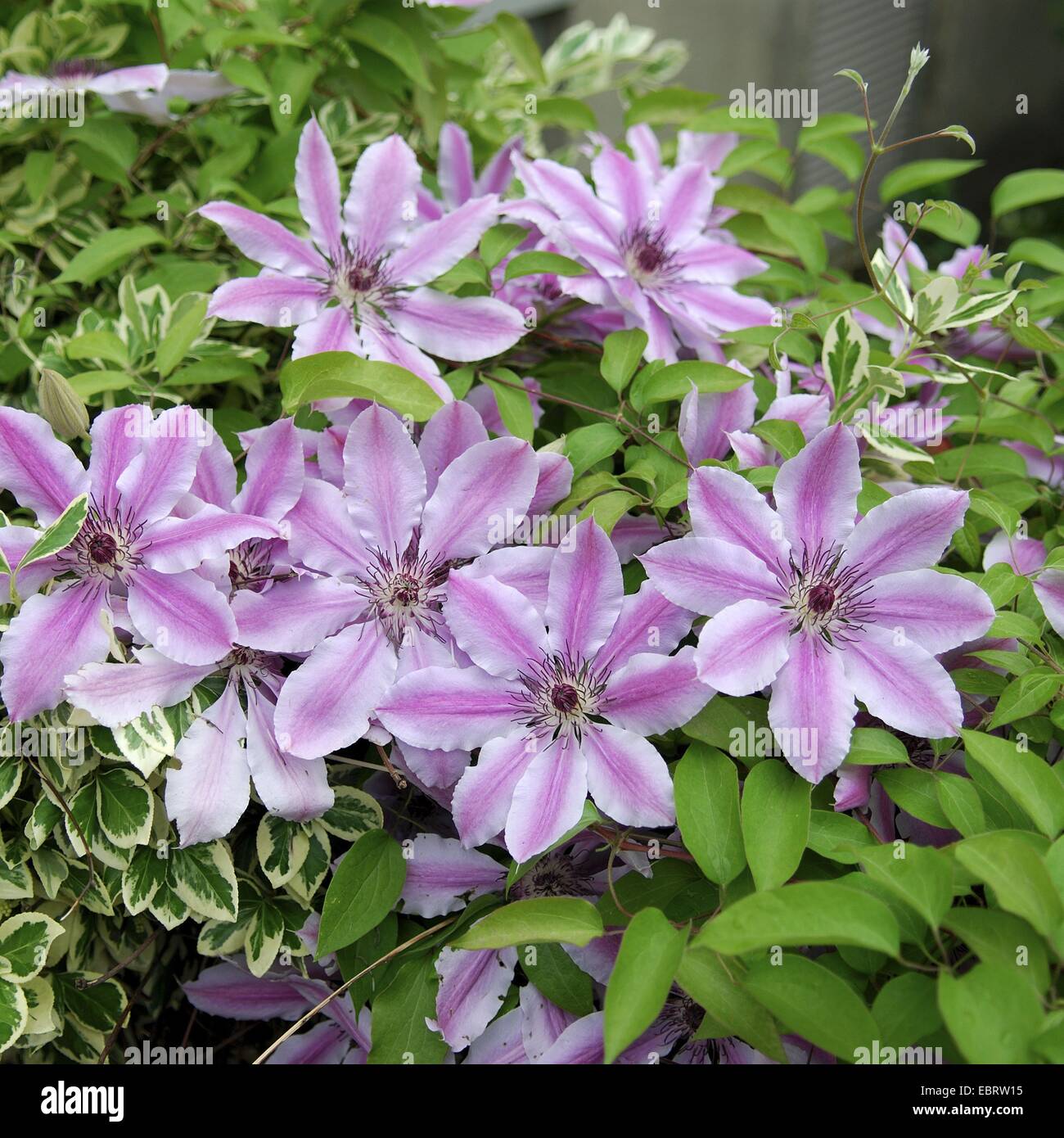 Clematis (Clematis 'Nelly Moser', Clematis Nelly Moser), cultivar Nelly Moser Foto Stock