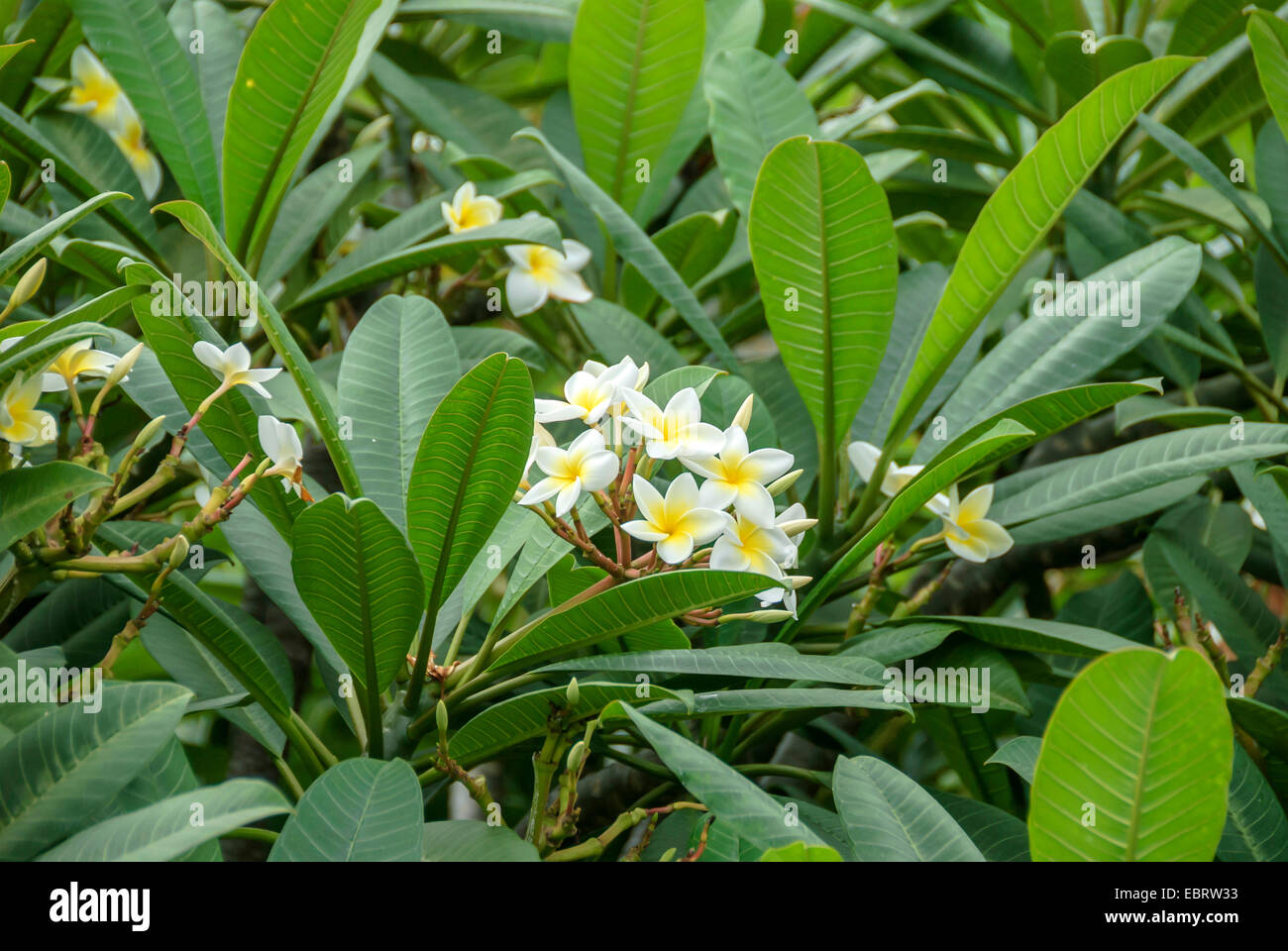 Impianto di frangipani, nosegaytree (Plumeria Alba), fioritura, Portogallo, la Madera Foto Stock