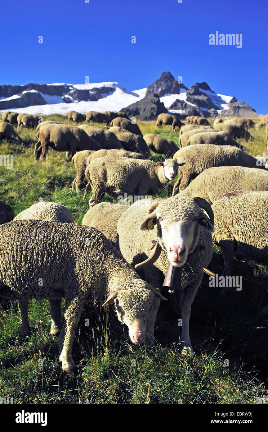 Gli animali domestici delle specie ovina (Ovis ammon f. aries), pecore nei pressi di Aiguille des Glaciers, Francia, Savoie Foto Stock