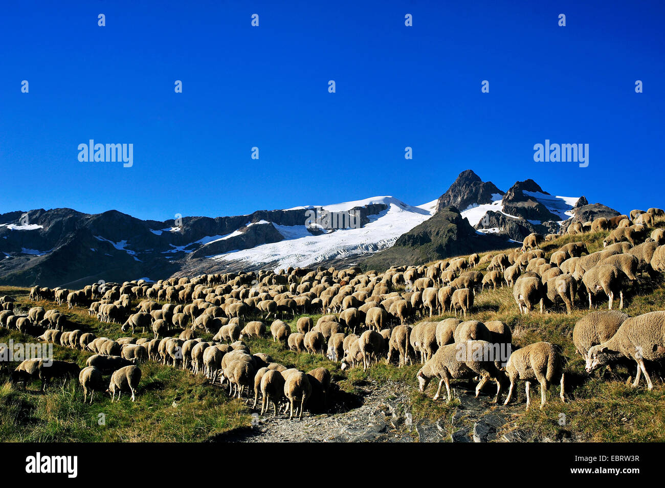 Gli animali domestici delle specie ovina (Ovis ammon f. aries), pecore nei pressi di Aiguille des Glaciers, Francia, Savoie Foto Stock