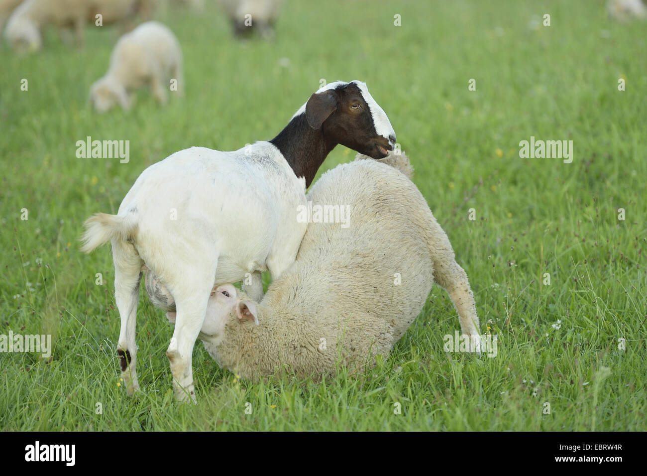 Boer (Capra hircus, Capra aegagrus f. hircus), ovini (Ovis aries) suckles da una capra boera in un prato, in Germania, in Baviera Foto Stock