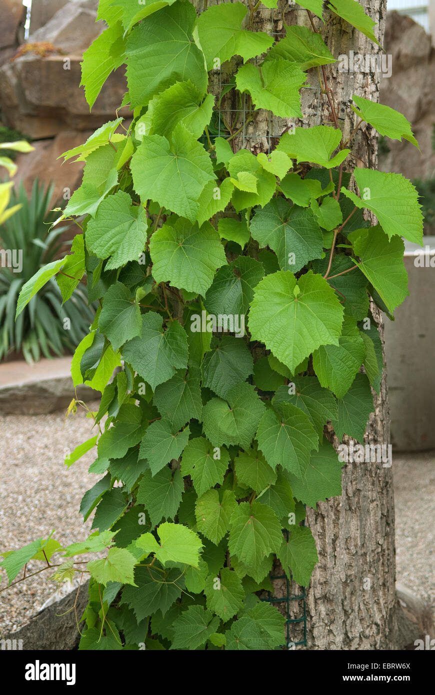 Uva di Amur (Vitis amurensis), in corrispondenza di un tronco di albero Foto Stock