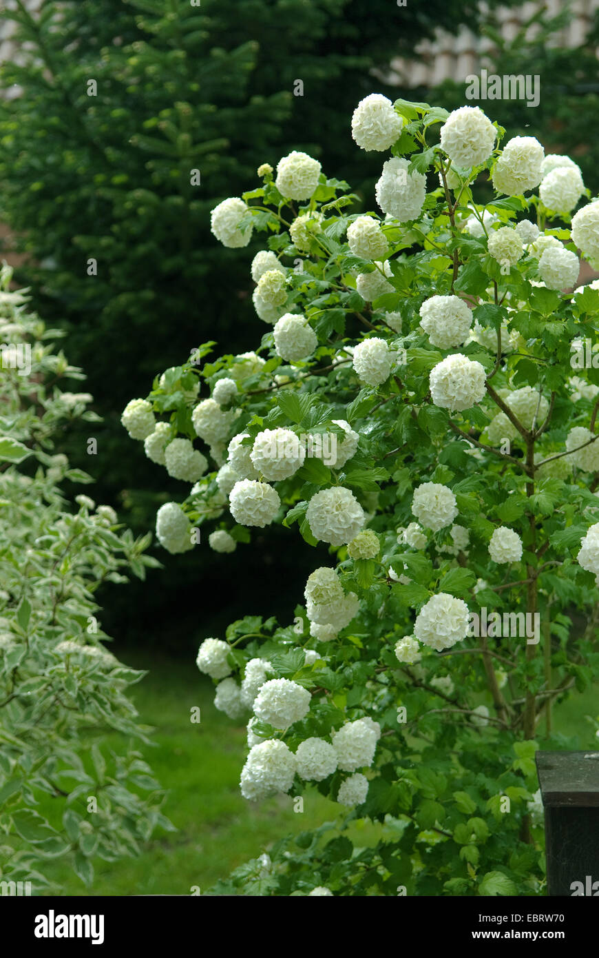 Viburno-rose viburnum (Viburnum opulus 'Roseum', Viburnum opulus roseum), cultivar Roseum Foto Stock