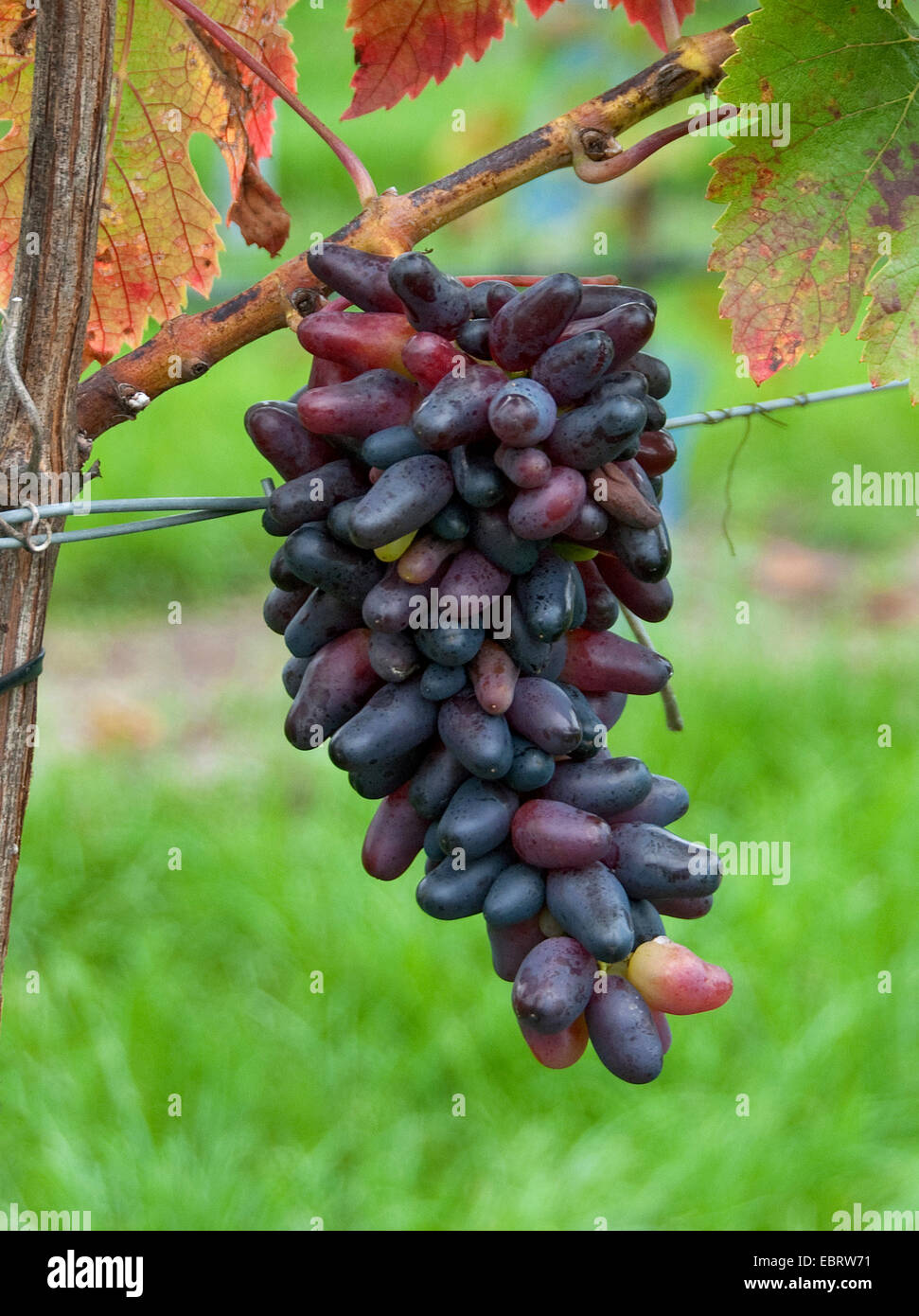 Vitigno, vite (Vitis vinifera 'Souvenier', Vitis vinifera Souvenier), cultivar Souvenier Foto Stock