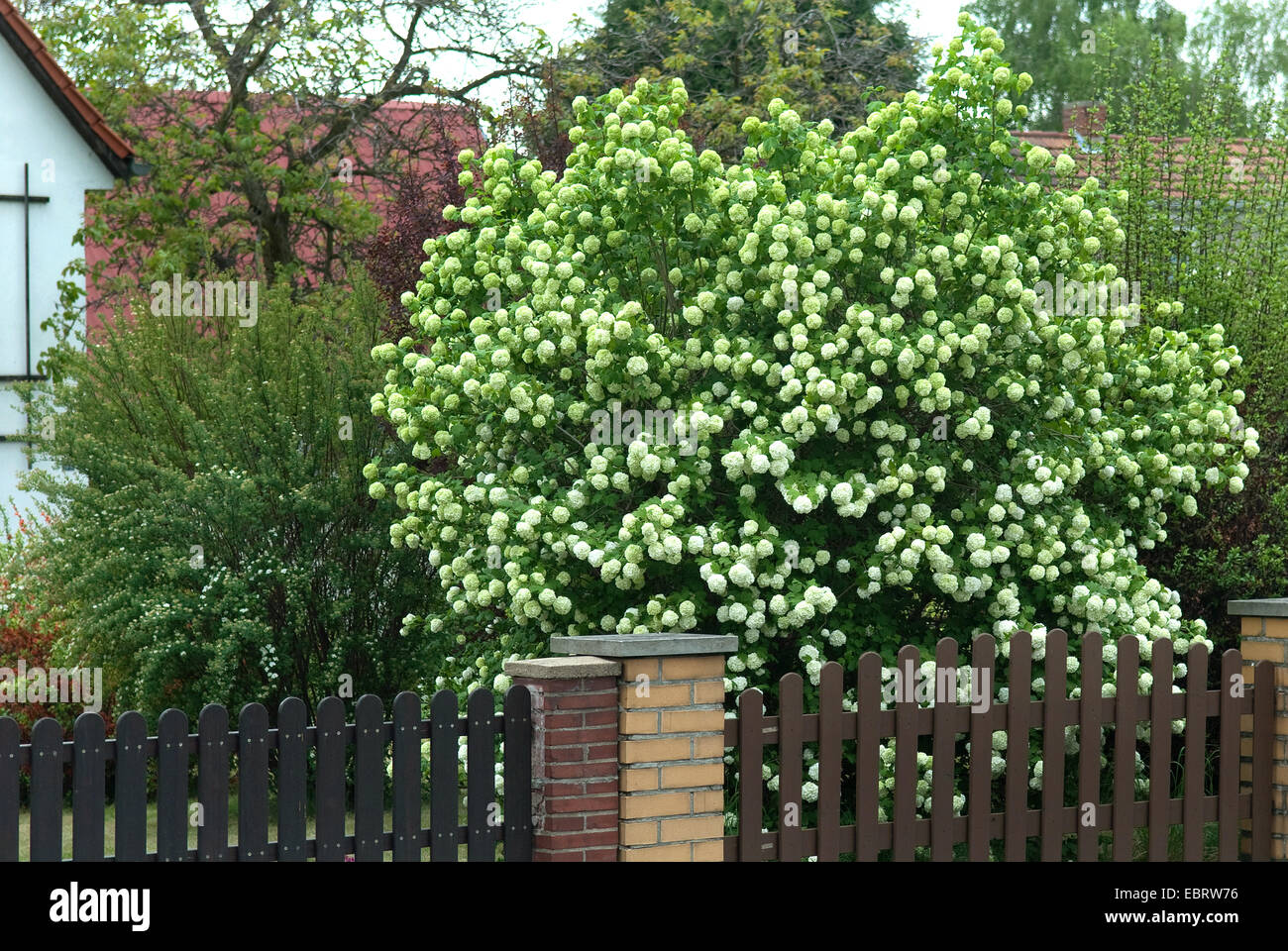 Viburno-rose viburnum (Viburnum opulus 'Roseum', Viburnum opulus roseum), cultivar Roseum Foto Stock