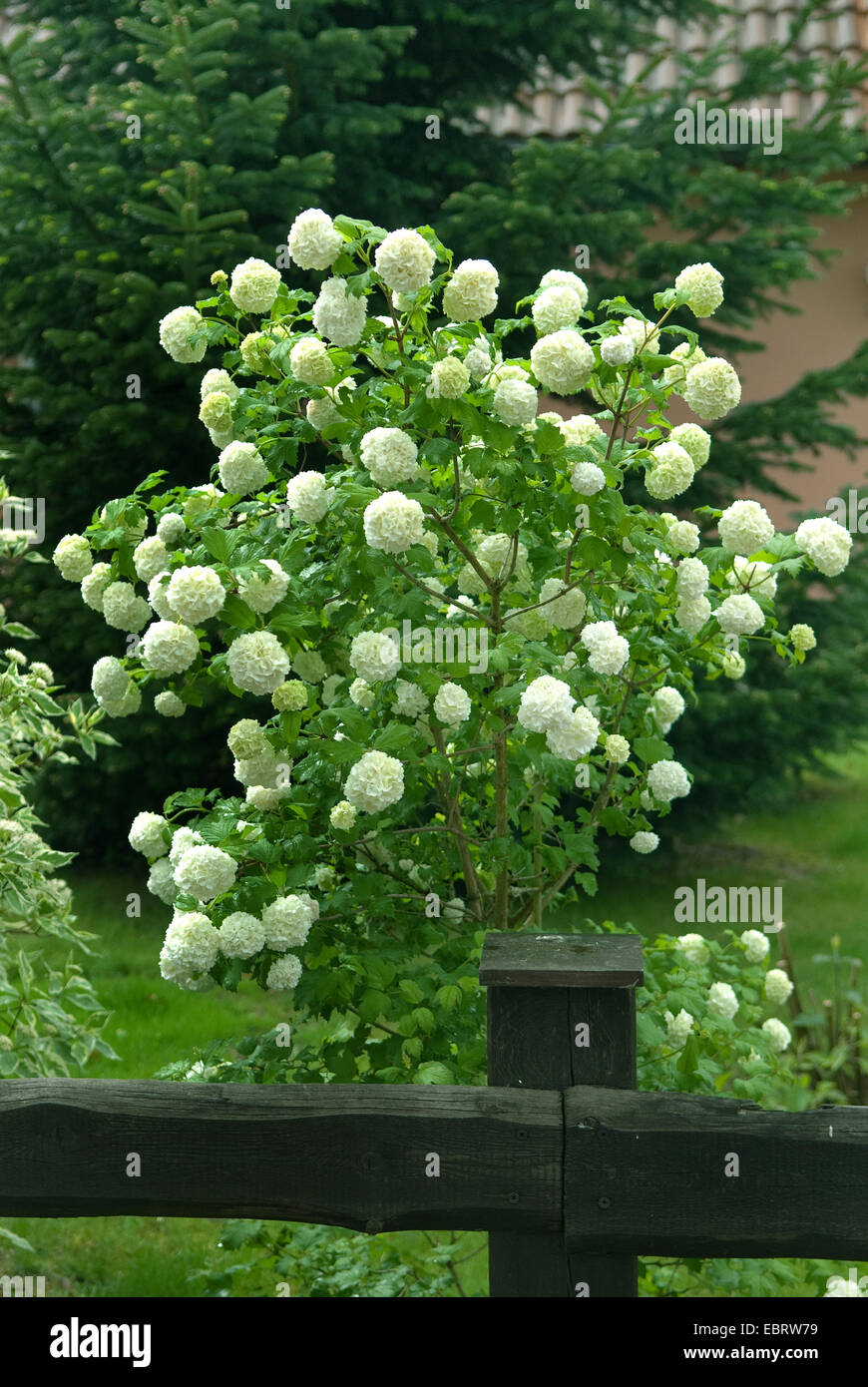 Viburno-rose viburnum (Viburnum opulus 'Roseum', Viburnum opulus roseum), cultivar Roseum Foto Stock