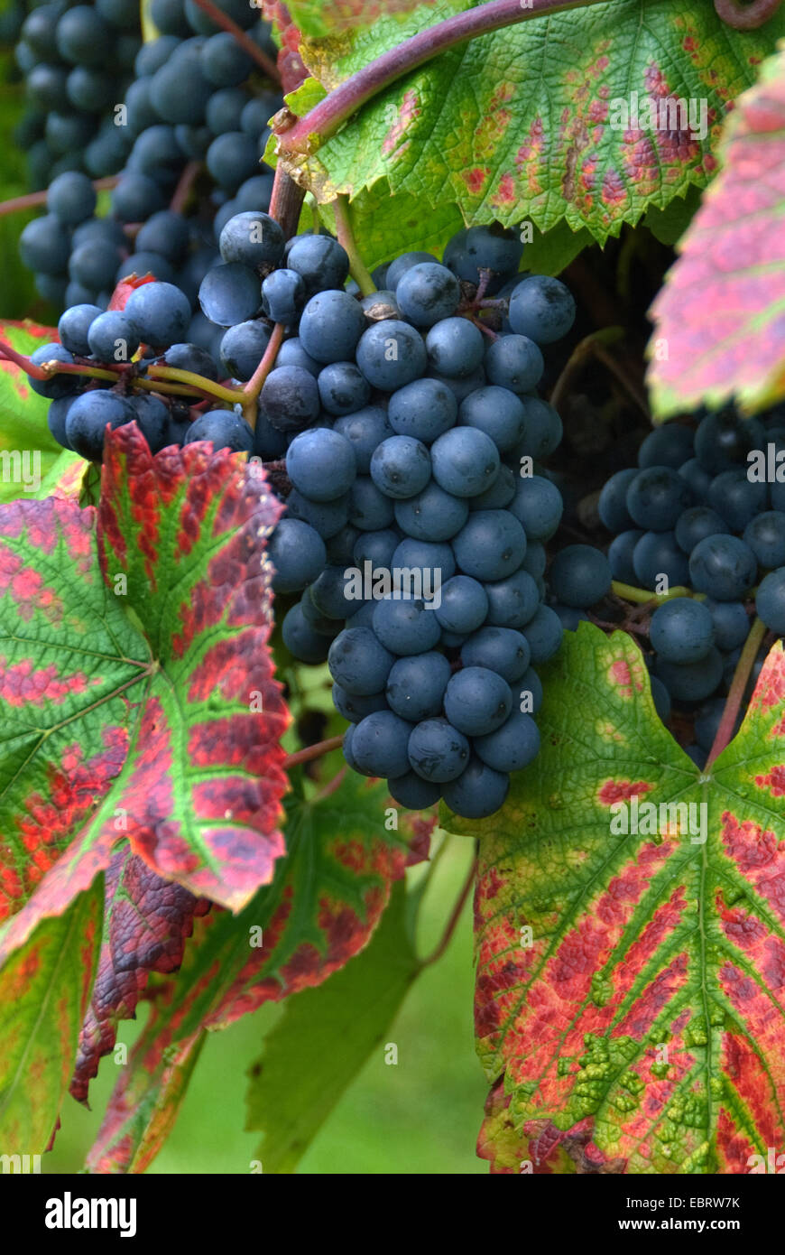 Vitigno, vite (Vitis vinifera " Regent', Vitis vinifera Regent), cultivar Regent Foto Stock