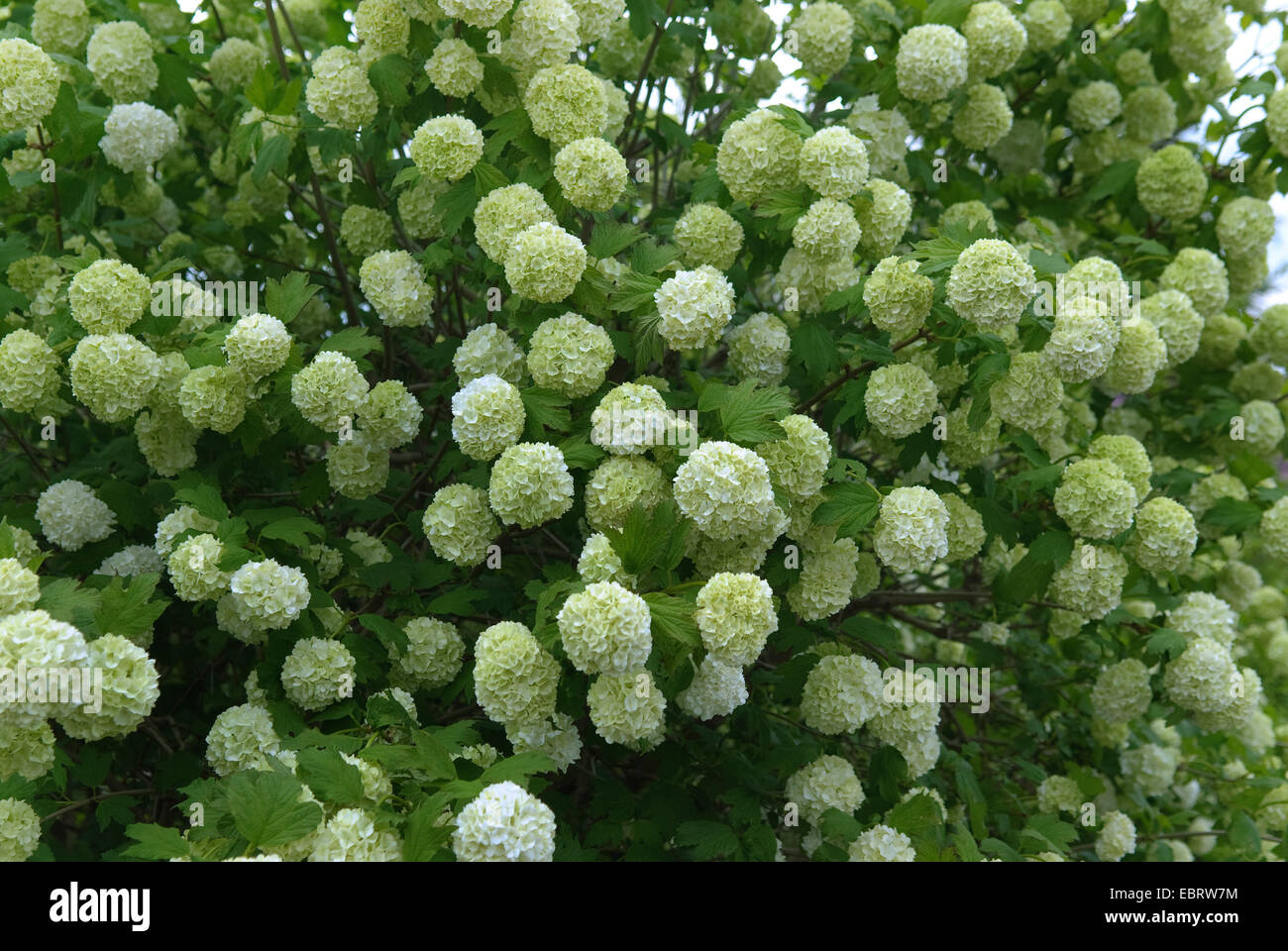 Viburno-rose viburnum (Viburnum opulus 'Roseum', Viburnum opulus roseum), cultivar Roseum Foto Stock